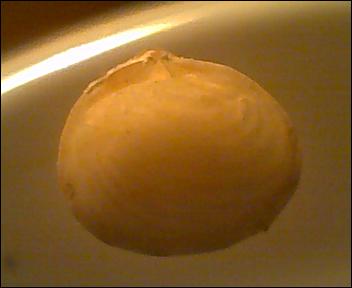 Bivalve da id.